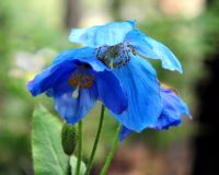 Deep blue flowers
